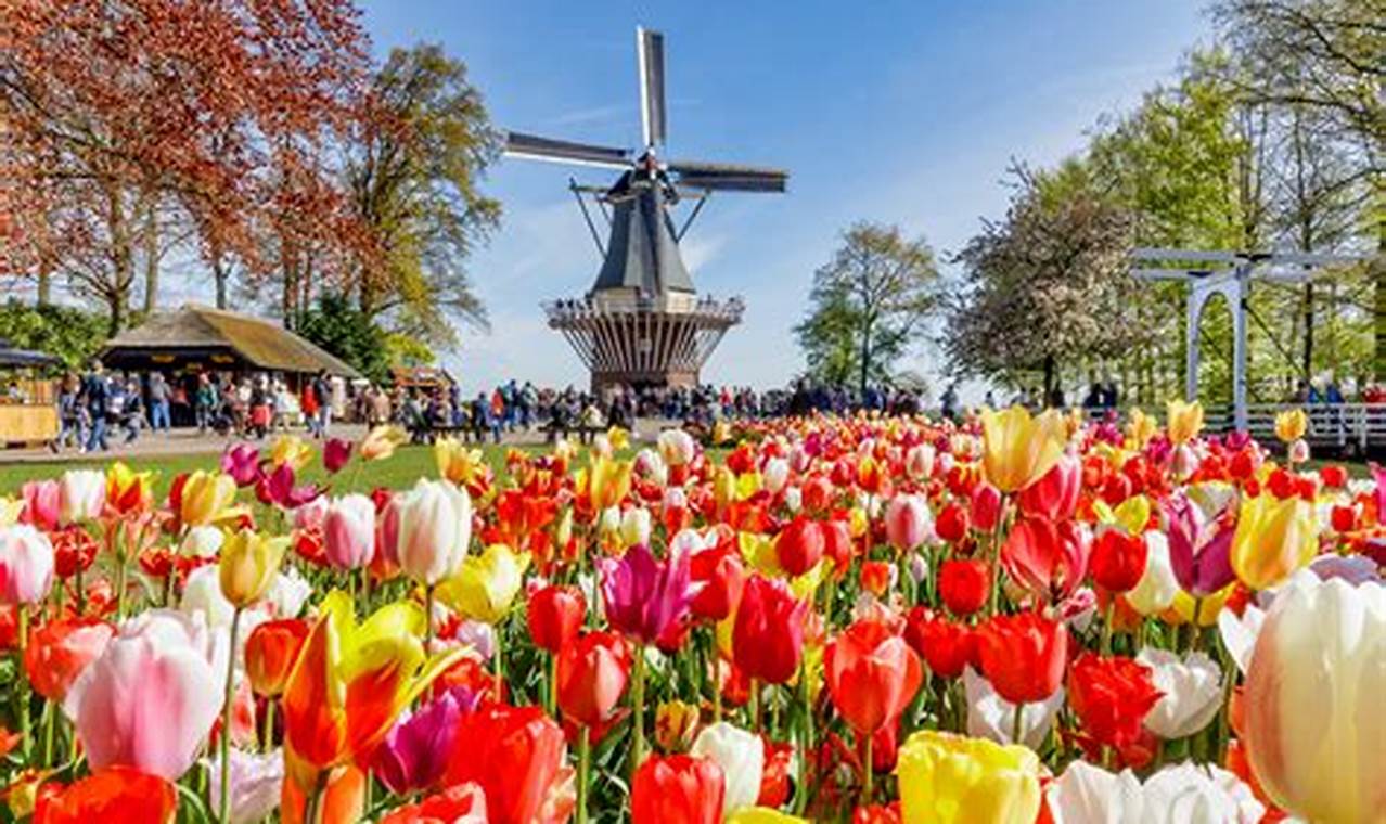 Best Time For Tulips In Amsterdam 2024