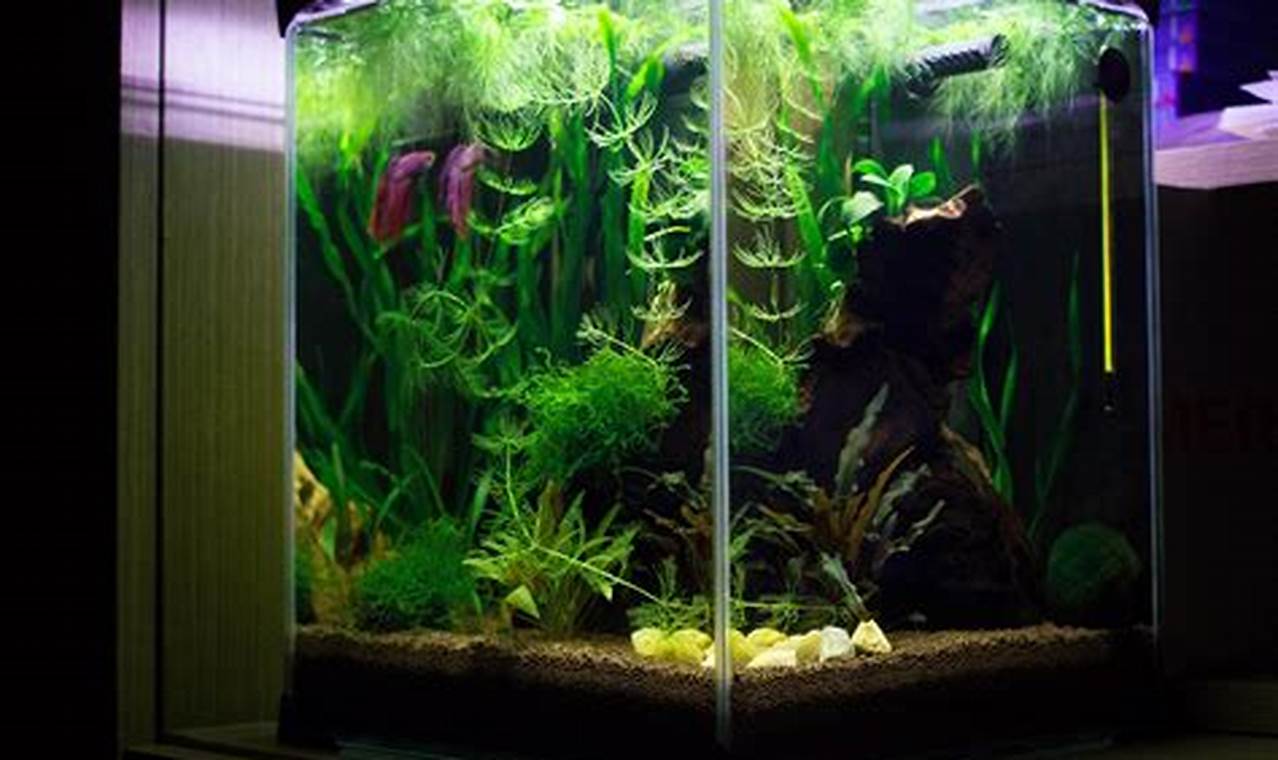Betta Fish Plant Tank