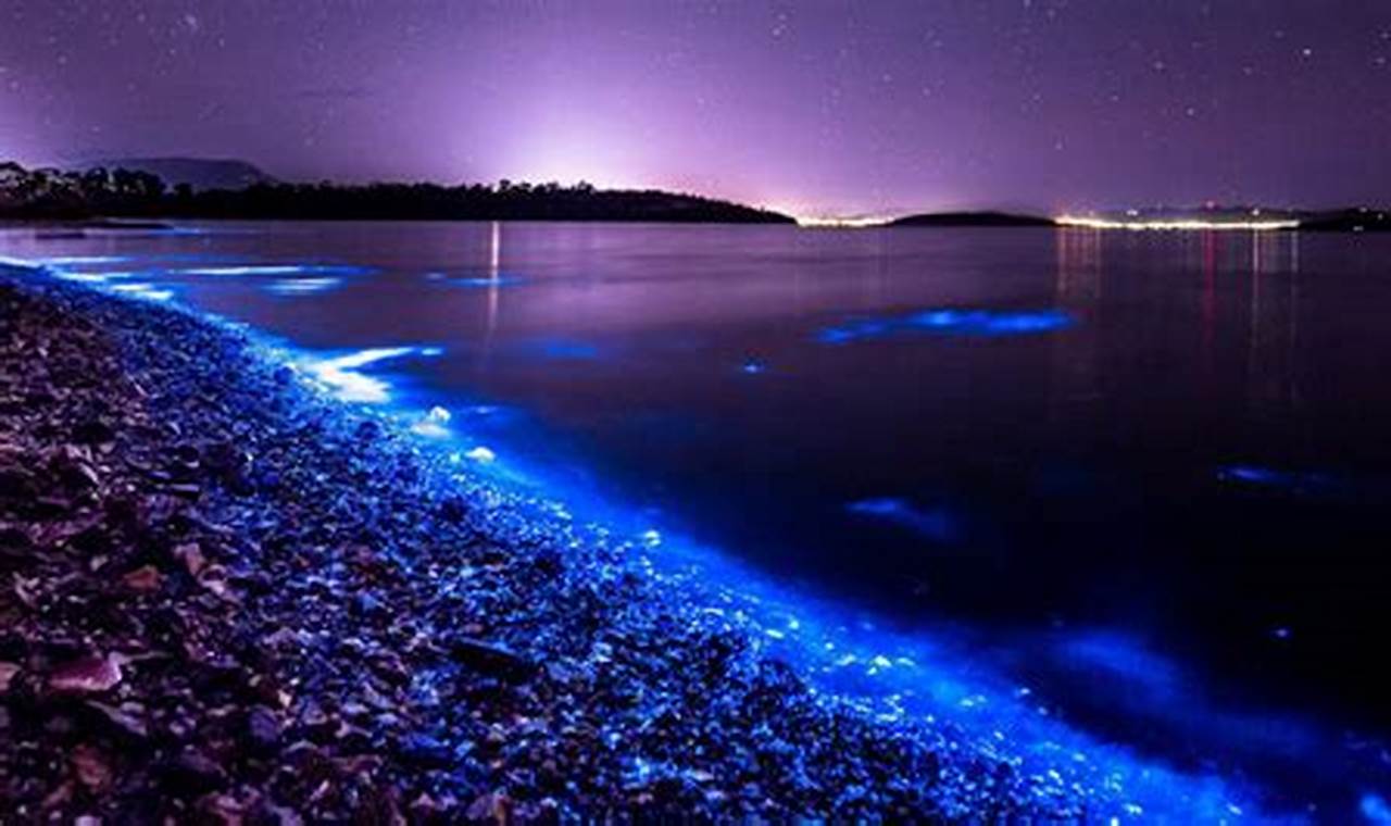 Bioluminescent Waves Huntington Beach 2024