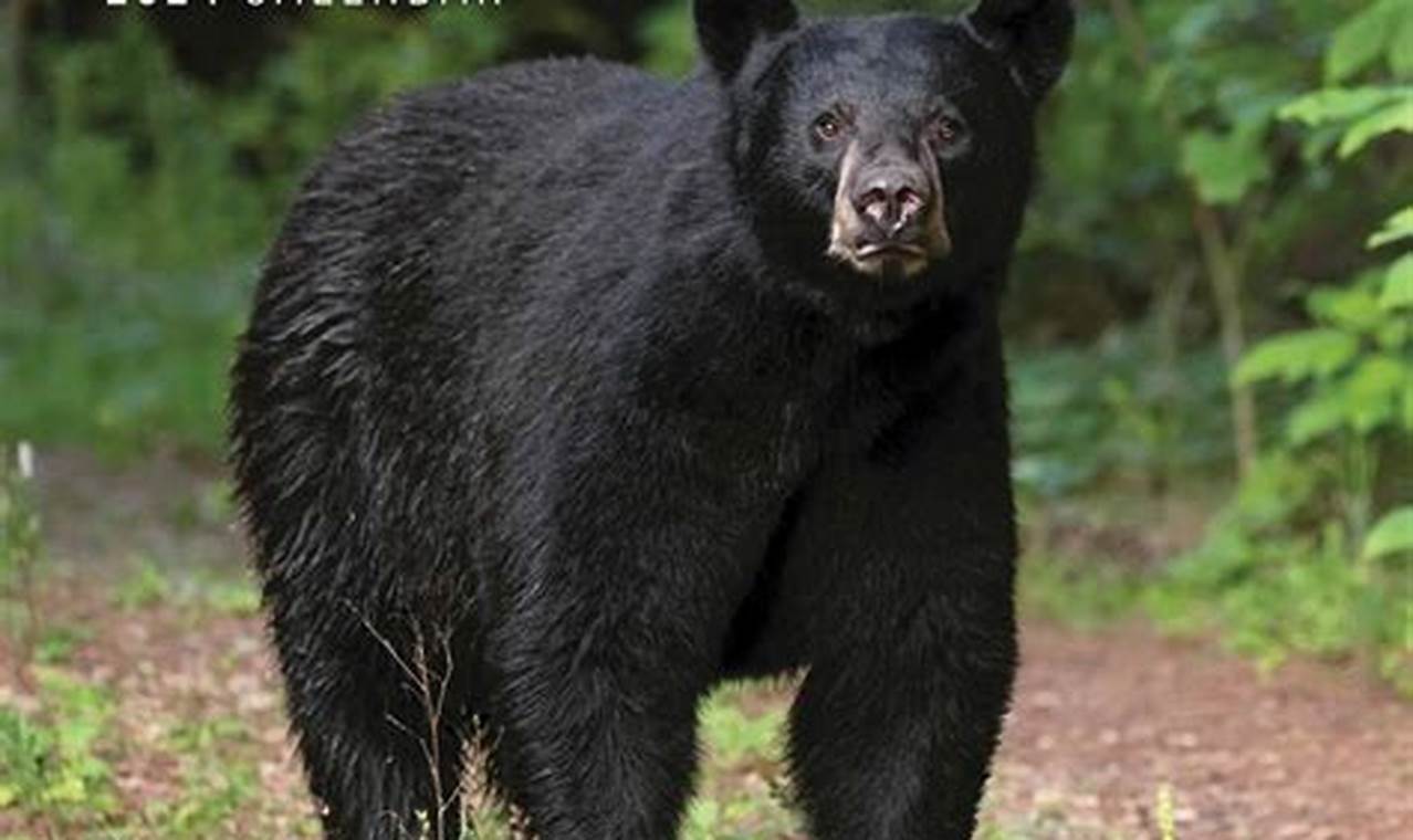 Black Bear 2024