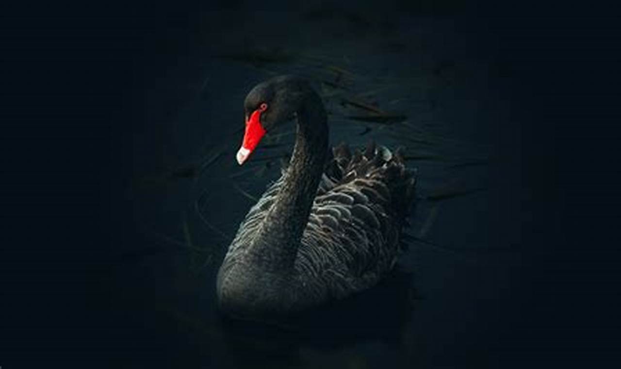 Black Swan 2024 Wallpaper