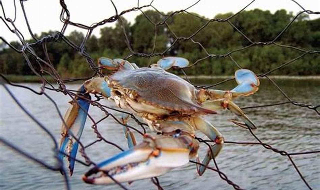 Blue Crab Season Virginia 2024