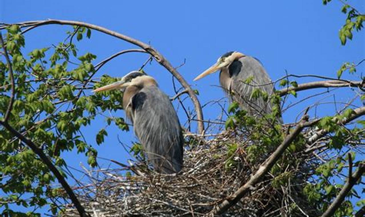 Blue Heron New Year's Eve 2024