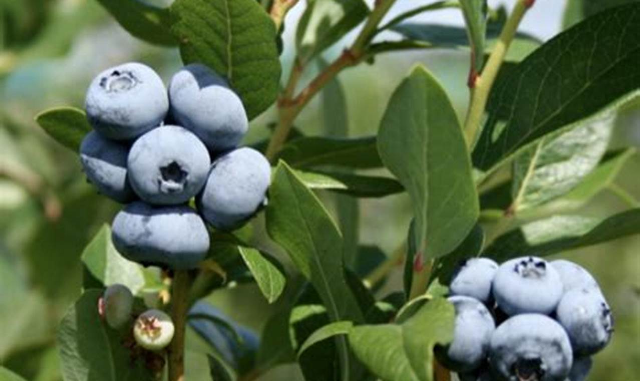 Blueberry Season Michigan 2024