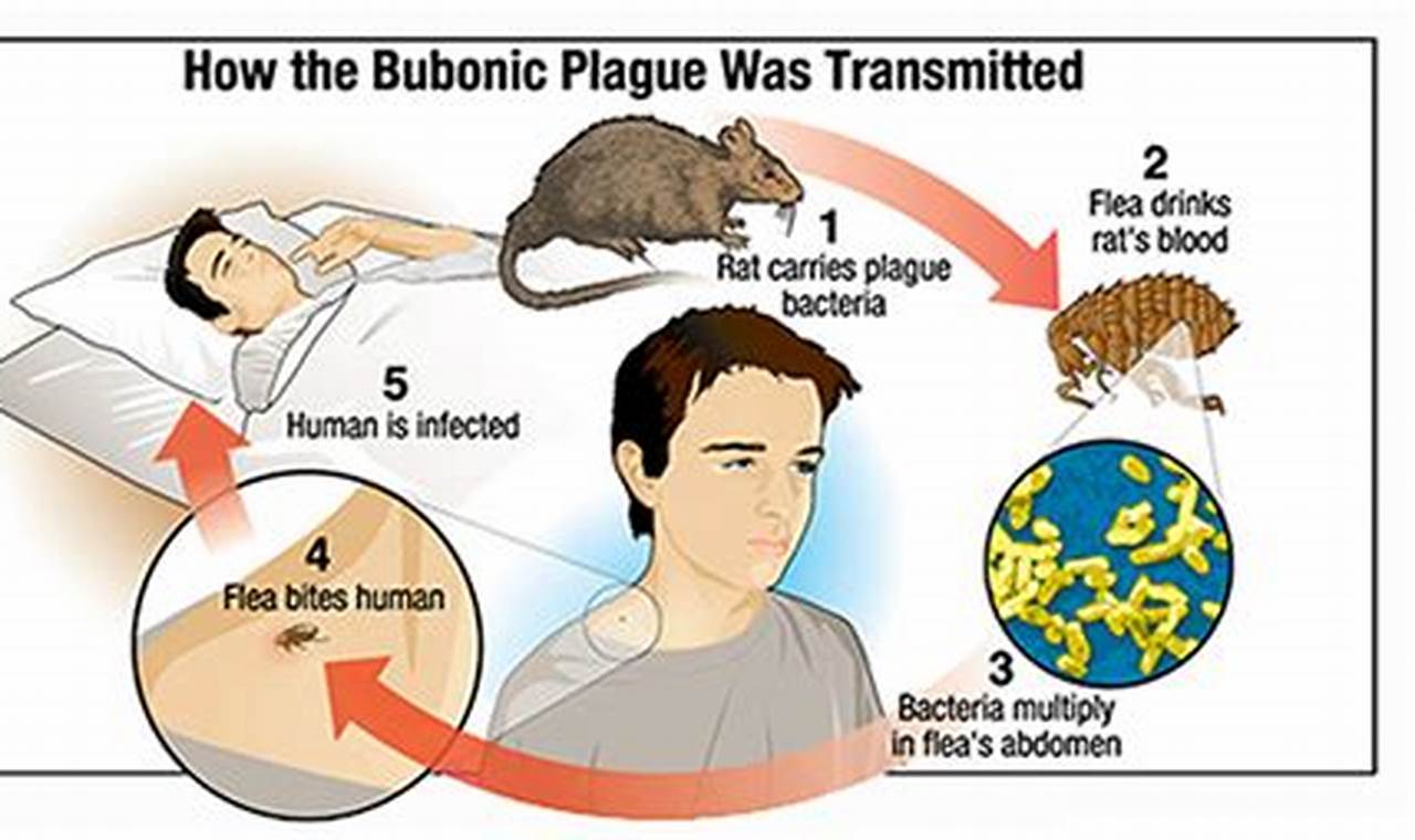 Bubonic Plague 2024