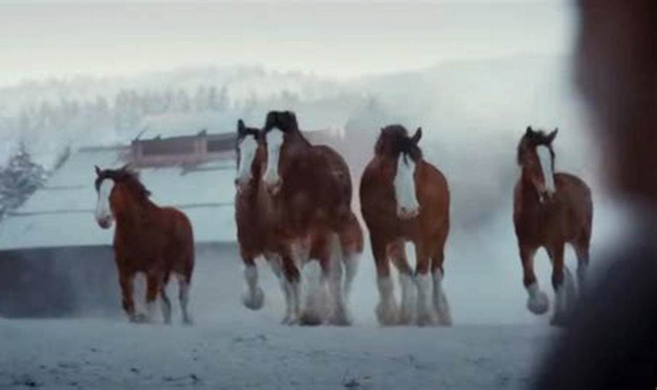 Budweiser Clydesdales 2024 Super Bowl Ad