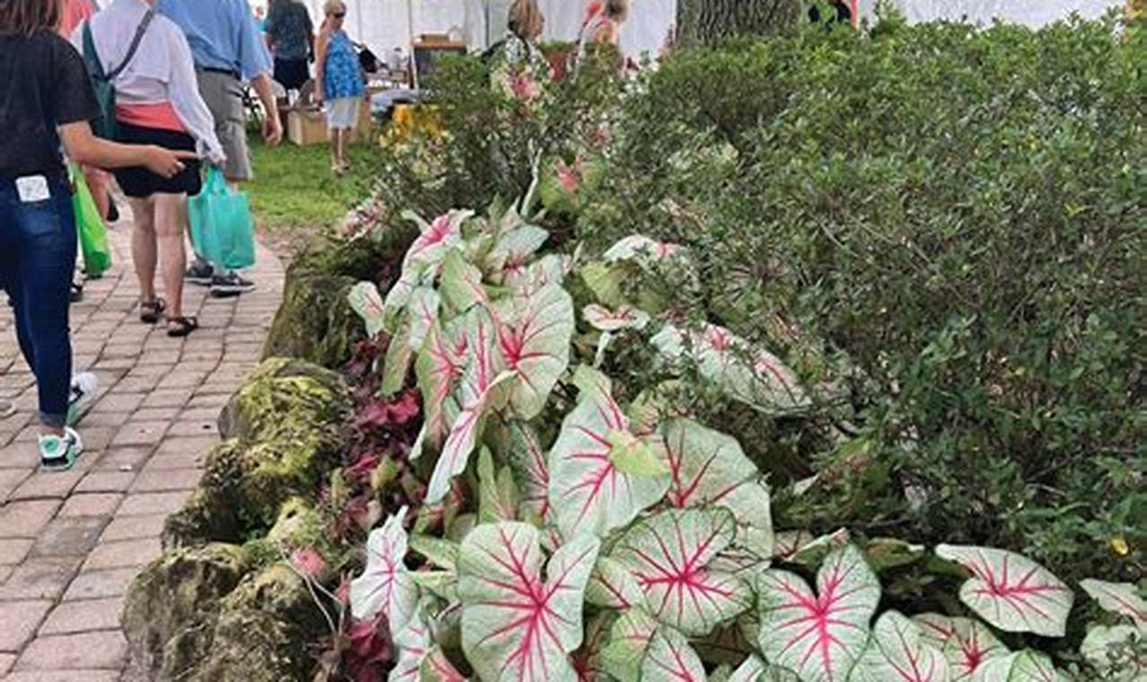 Caladium Festival Lake Placid 2024