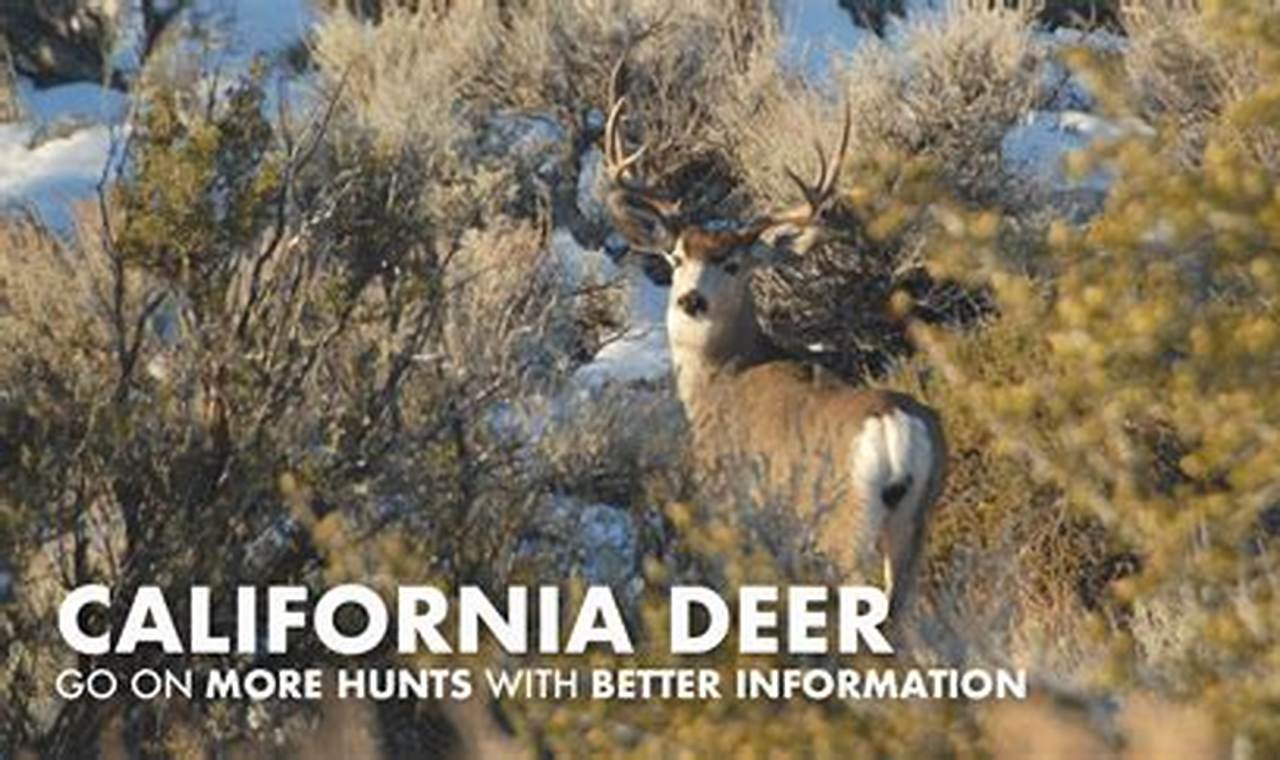 California Deer Draw 2024