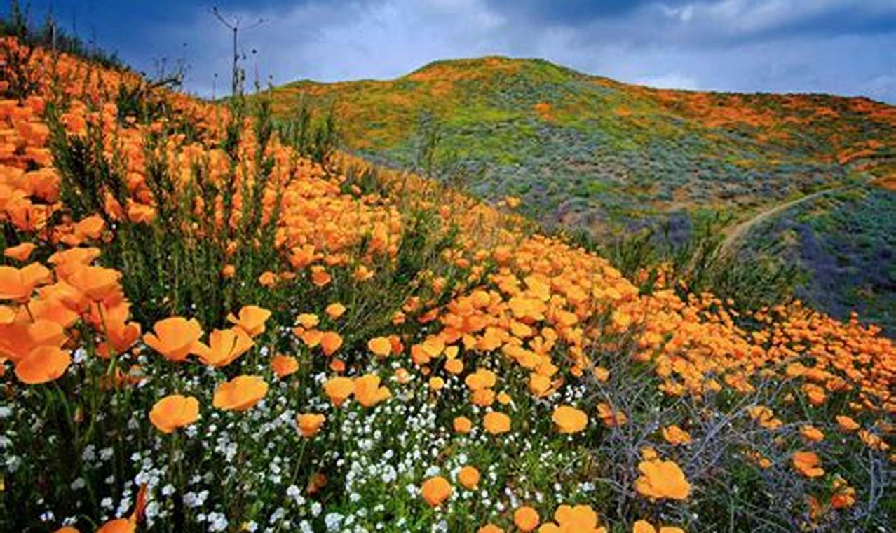 California Spring Bloom 2024