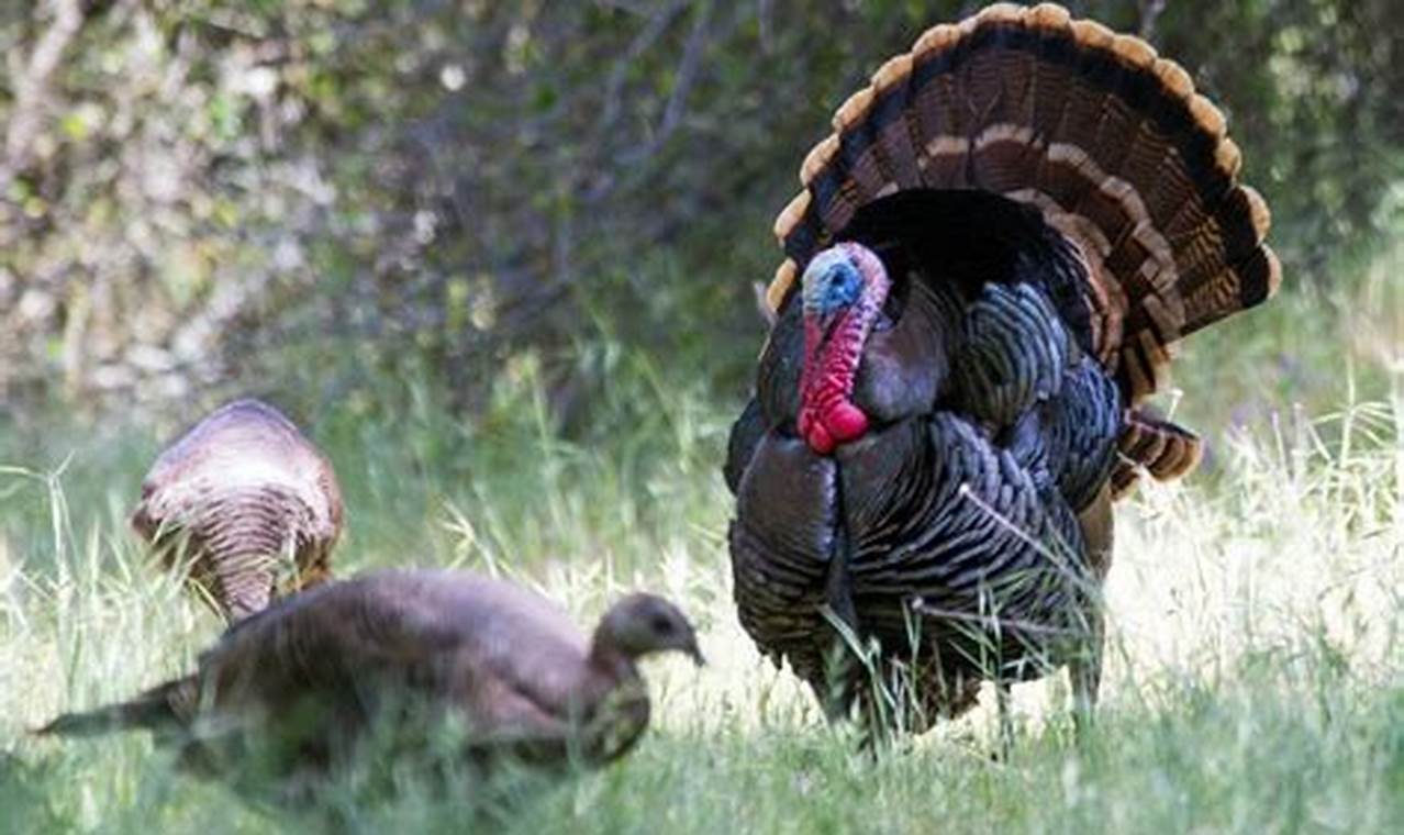 California Spring Turkey Season 2024
