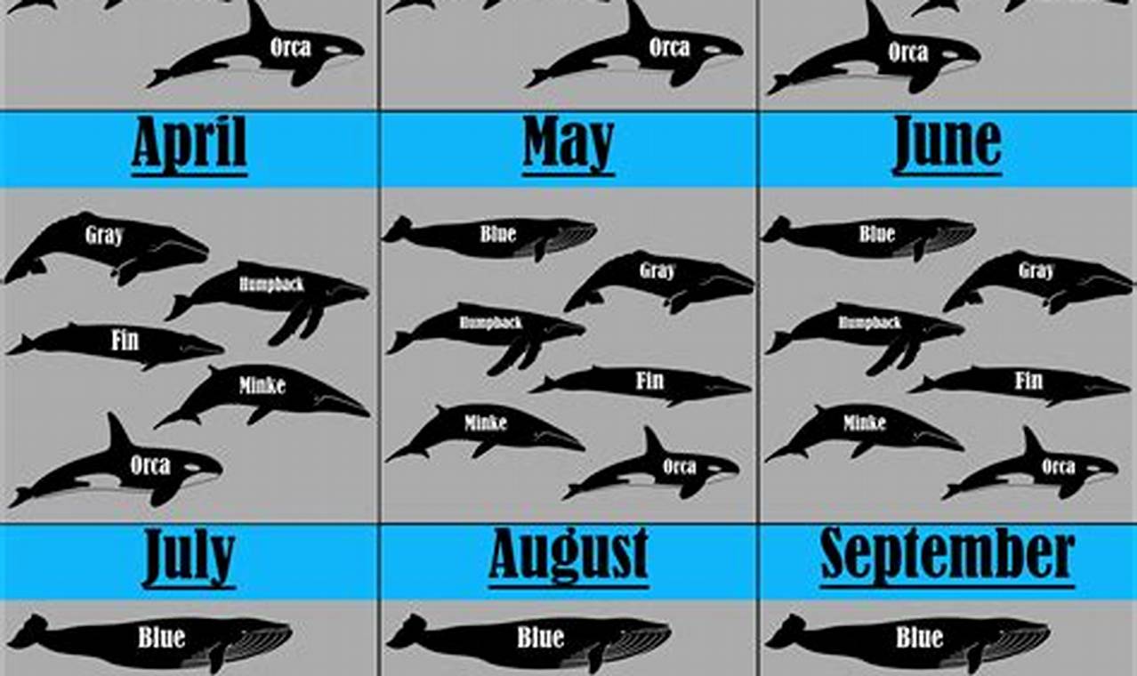 California Whale Migration Season Calendar