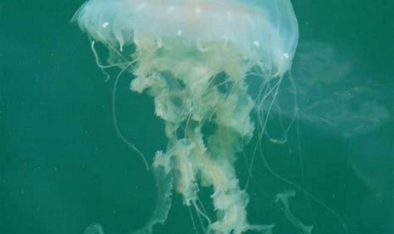 Cape Cod Jellyfish 2024