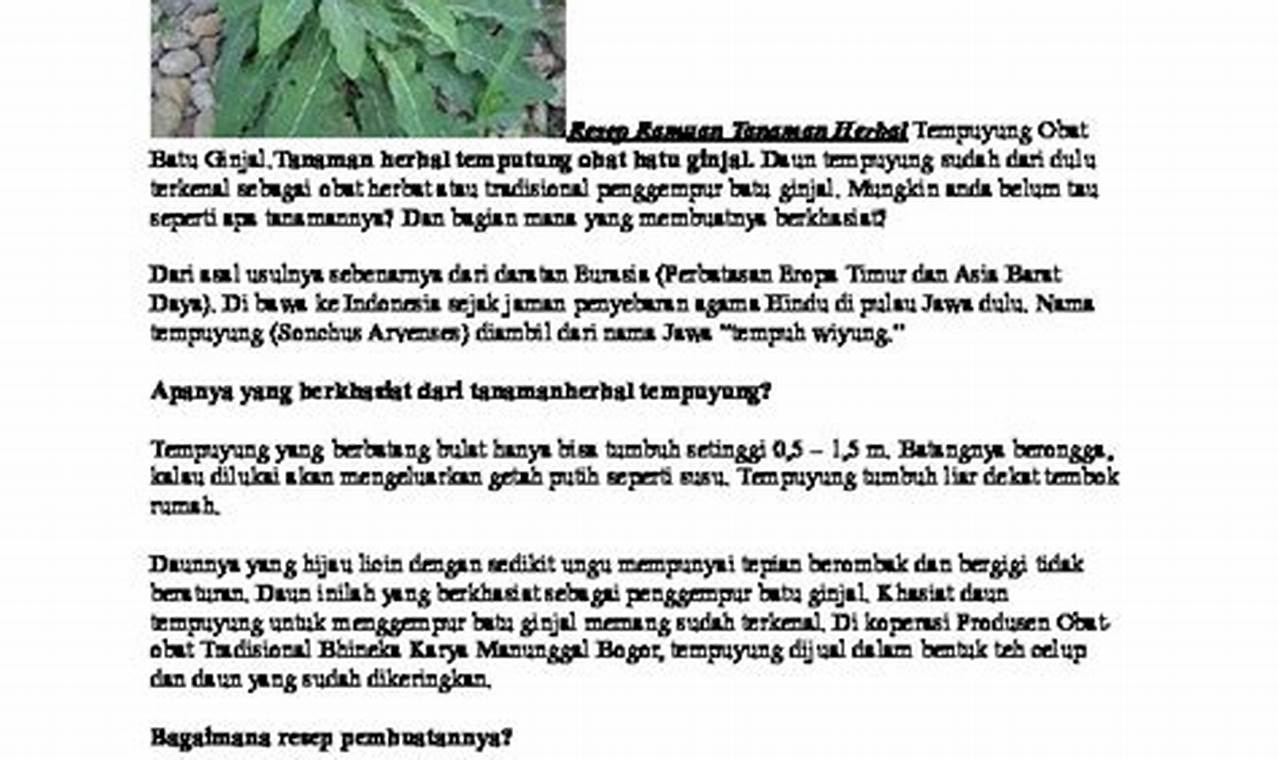 Cara Membuat Ramuan Herbal Dari Tanaman Tempuyung