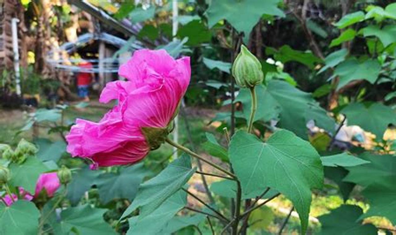 Rahasia Menanam Waru Landak: Bunga Berubah Warna, Manfaat Luar Biasa