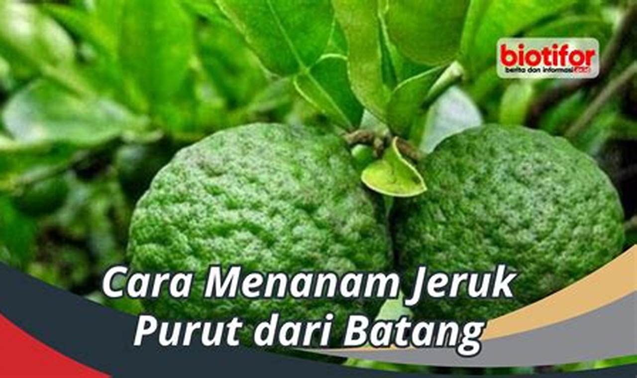 Cara Menanam Tanaman Jeruk Purut Di Pekarangan