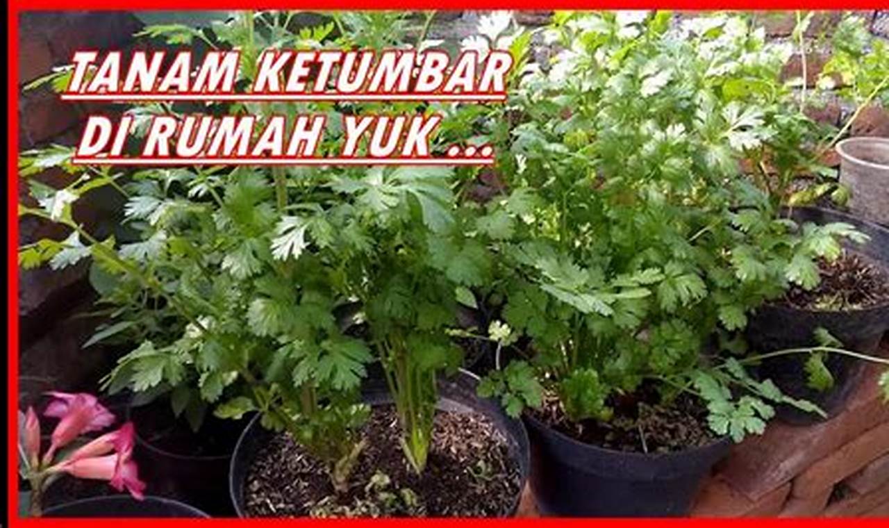 Cara Menanam Tanaman Ketumbar Di Pekarangan