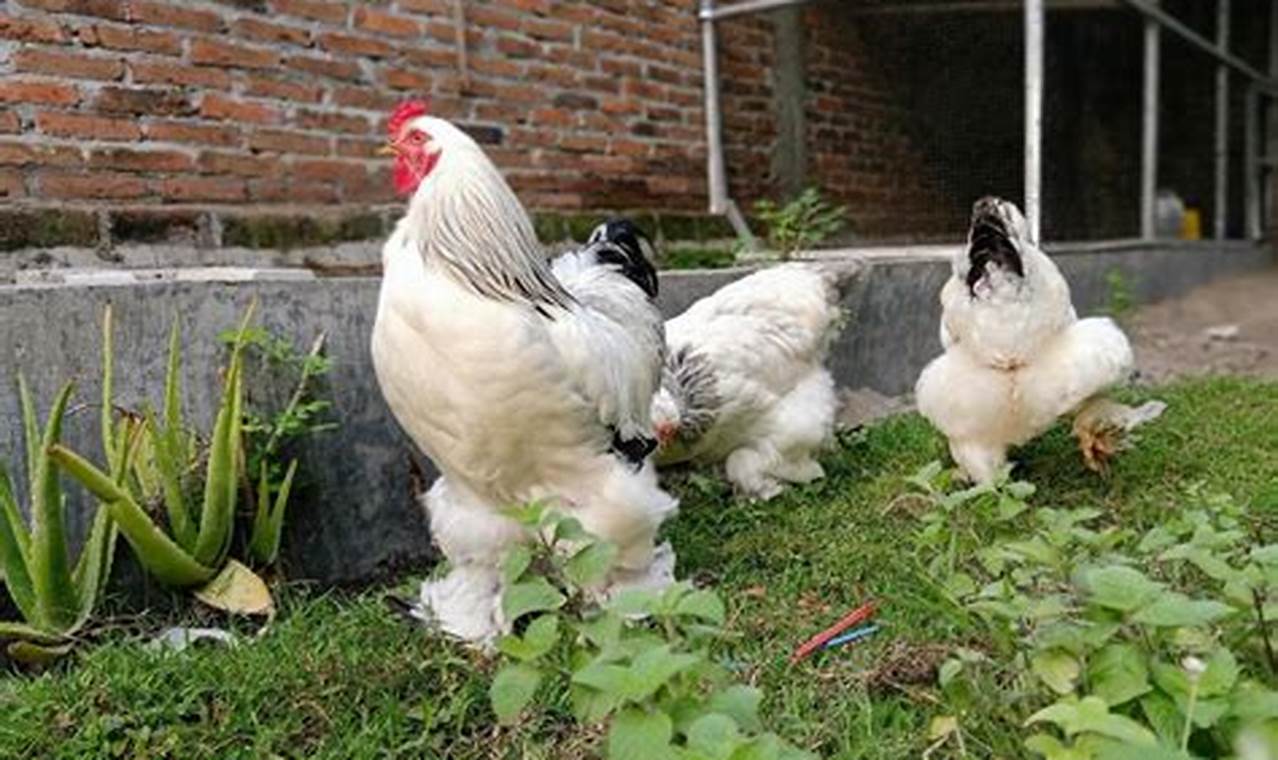 Cara Jitu Merawat Ayam Brahma, Ayam Hias Andalan