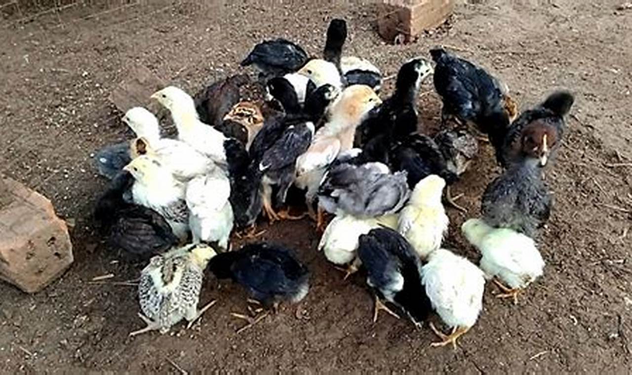 Panduan Lengkap Merawat Ayam Kampung Asli untuk Pemula
