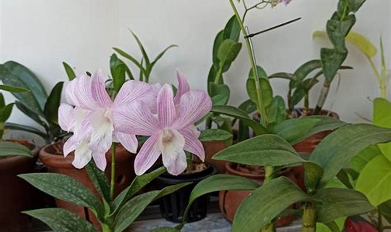 Rahasia Terungkap! Panduan Merawat Anggrek Dendrobium untuk Keindahan yang Menakjubkan
