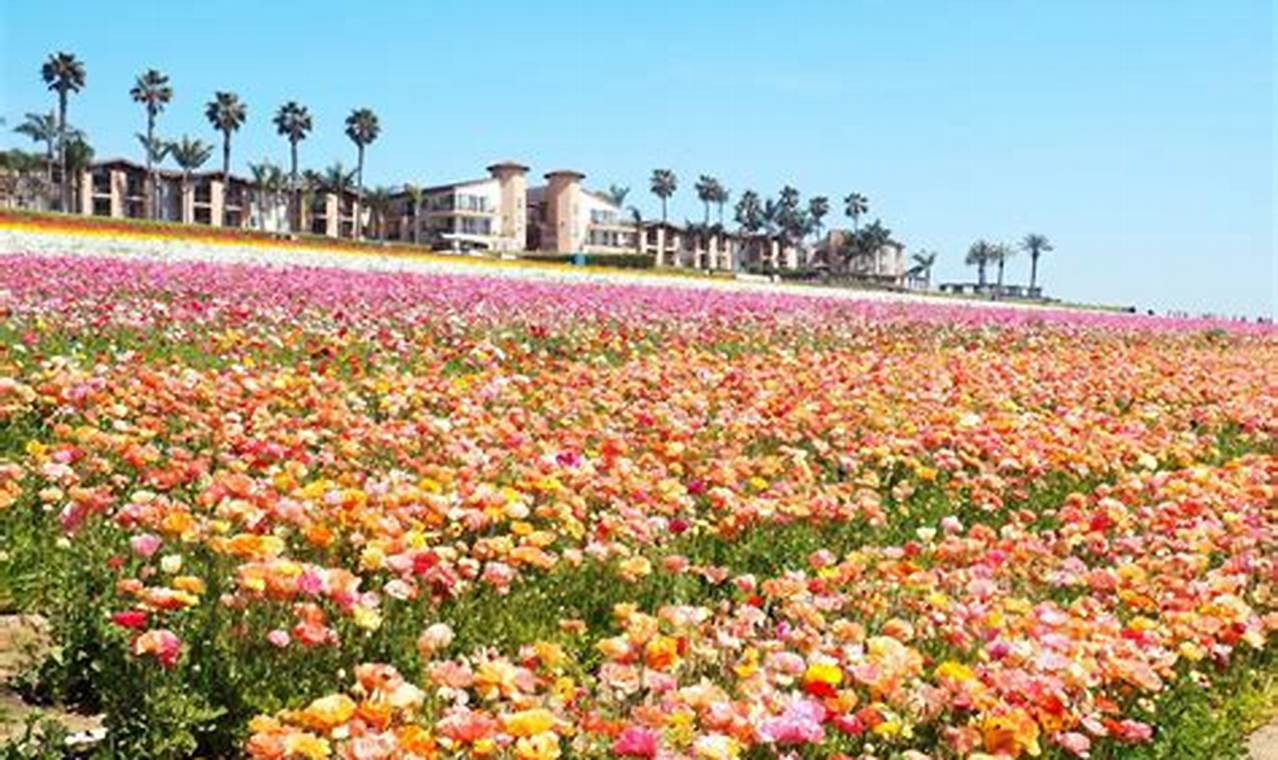 Carlsbad Flower Festival 2024