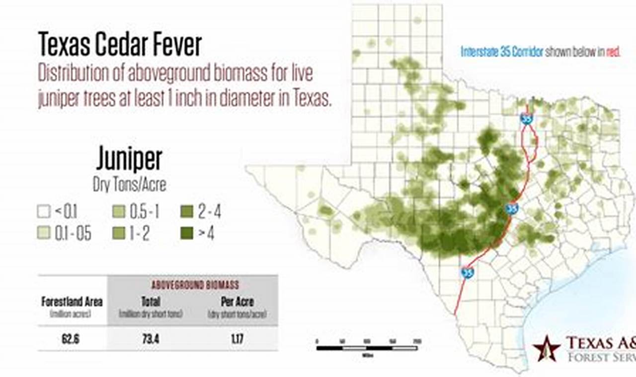 Cedar Fever Texas 2024