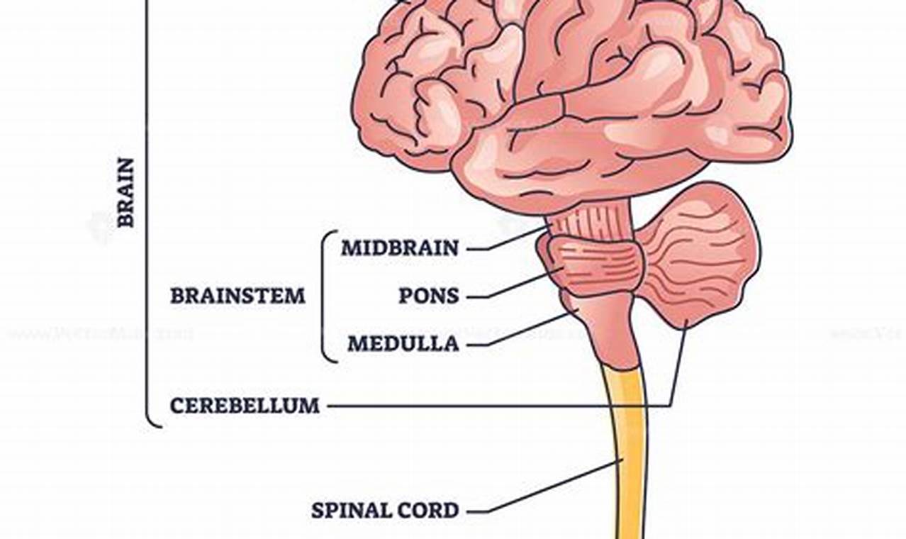 Central Nervous System Diagram Labeled