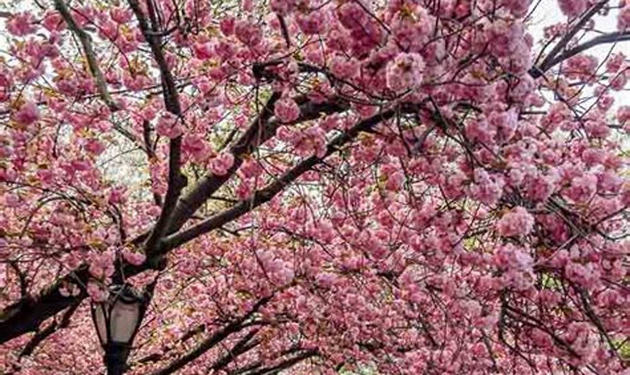 Central Park Cherry Blossoms 2024