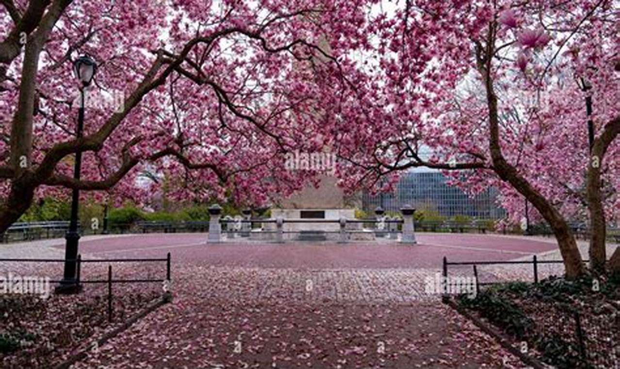 Central Park Cherry Blossoms 2024au