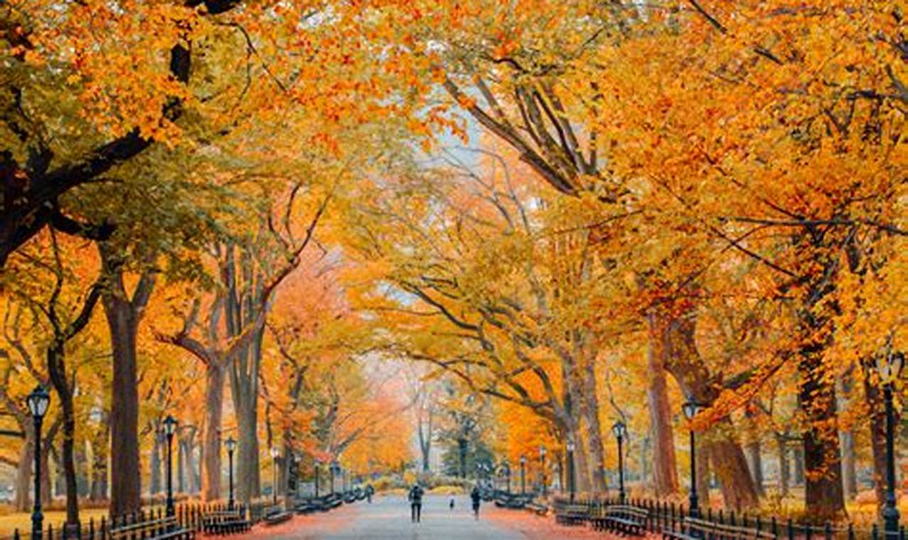 Central Park Fall Foliage 2024
