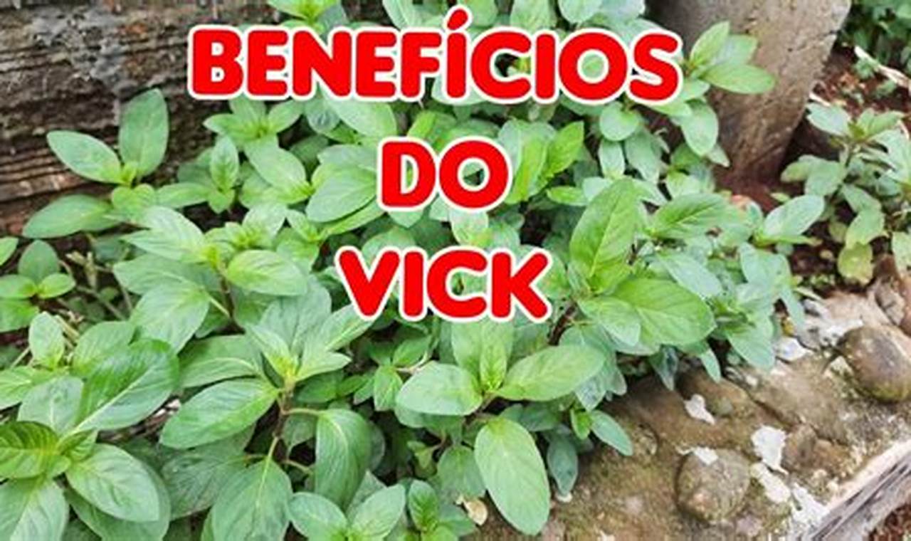 Chá Da Planta Vick Para Que Serve