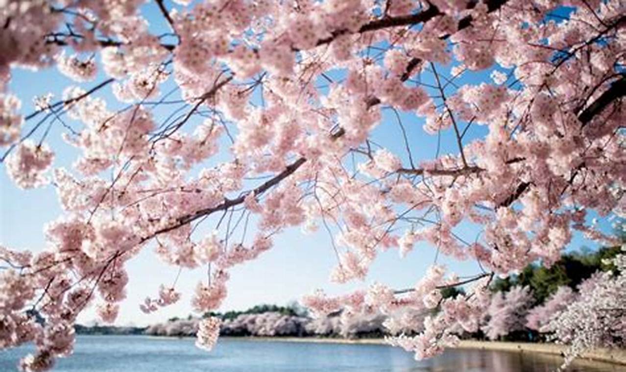 Cherry Blossom Bloom 2024