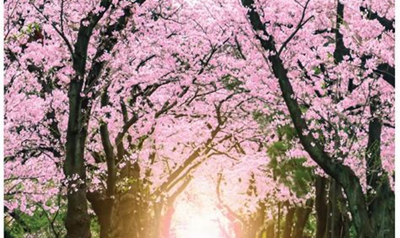 Cherry Blossom Calendar 2024