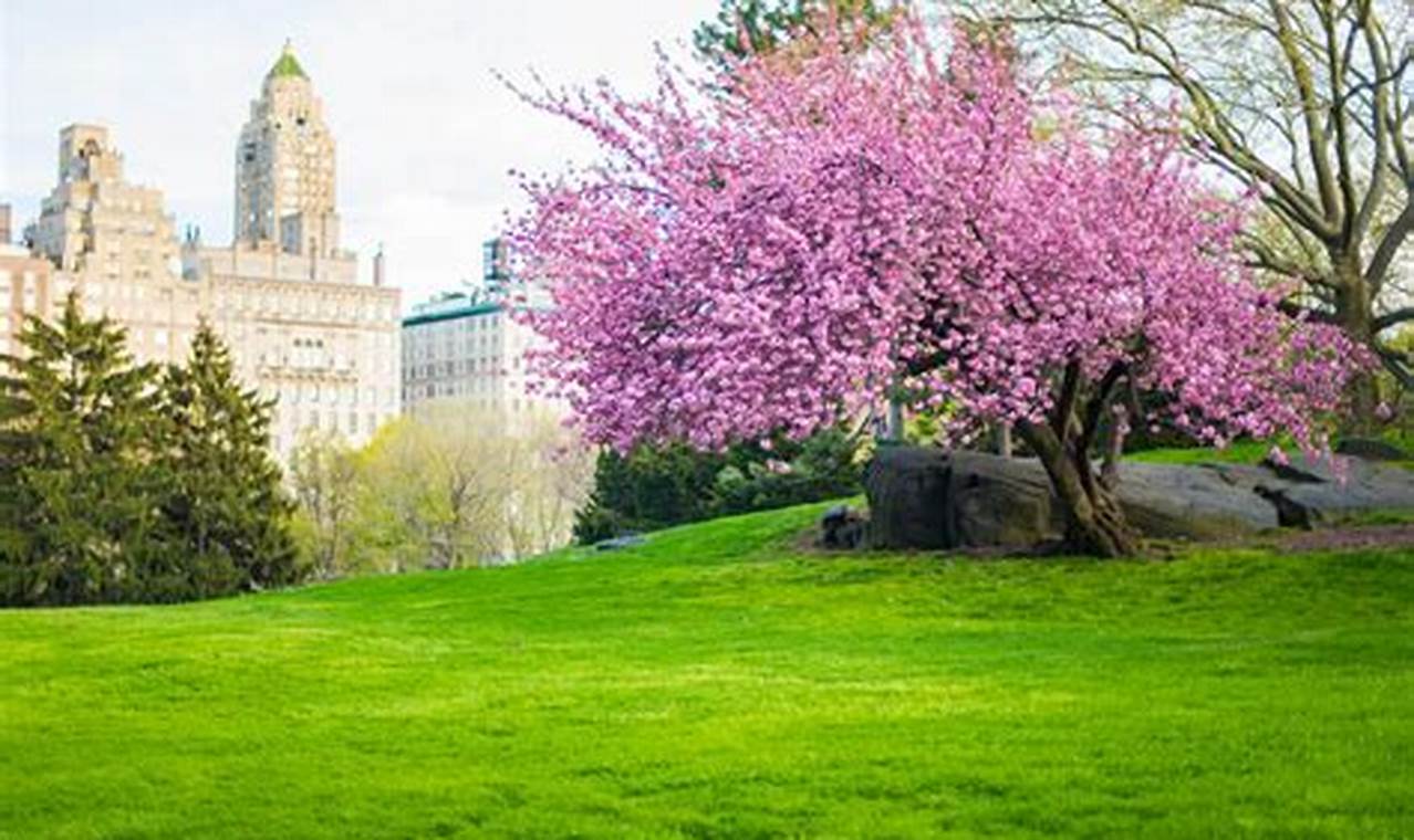 Cherry Blossom Central Park 2024 Date