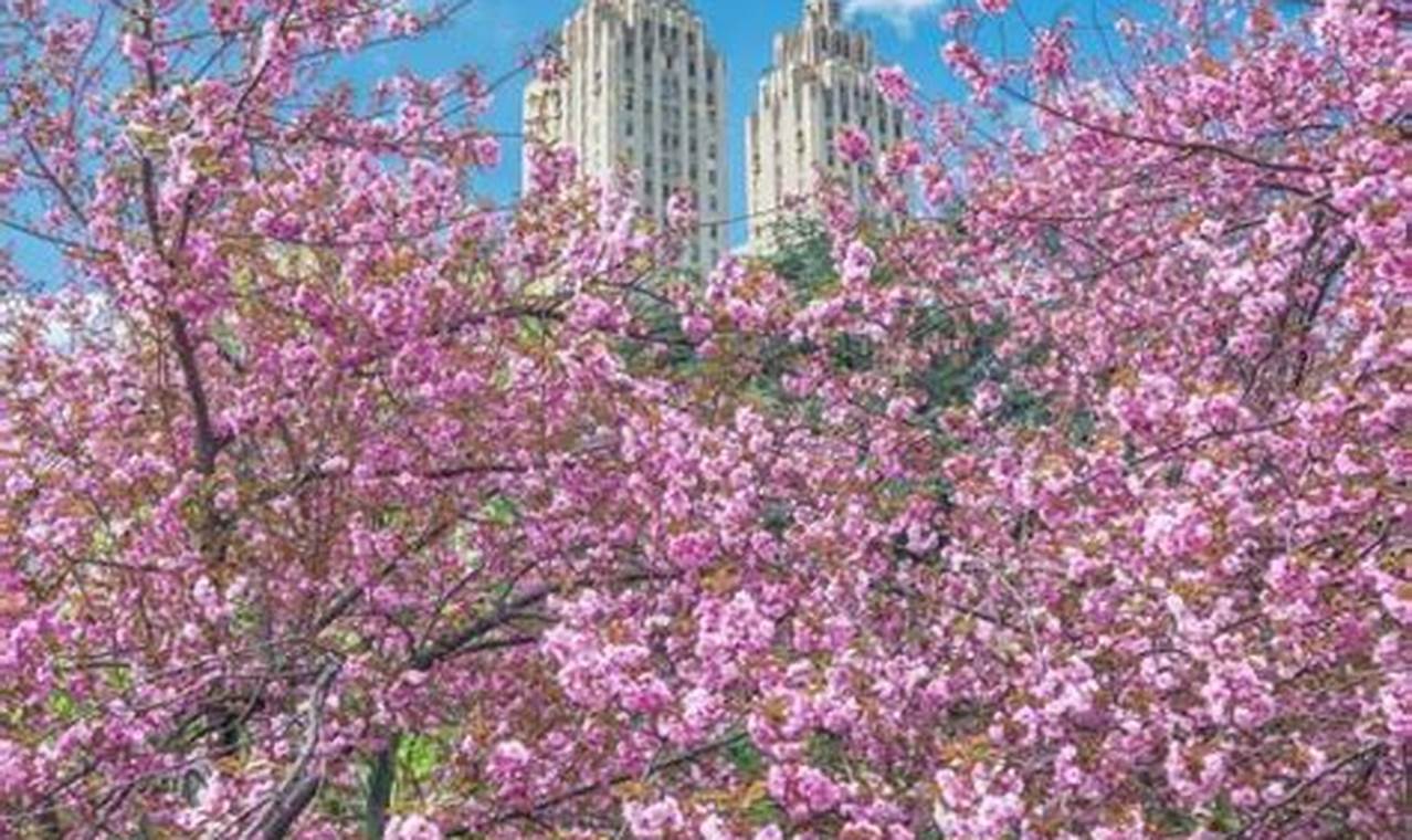Cherry Blossom Central Park 2024 Election