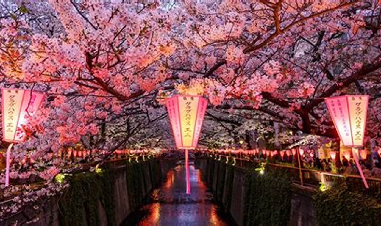 Cherry Blossom Festival 2024 Japan