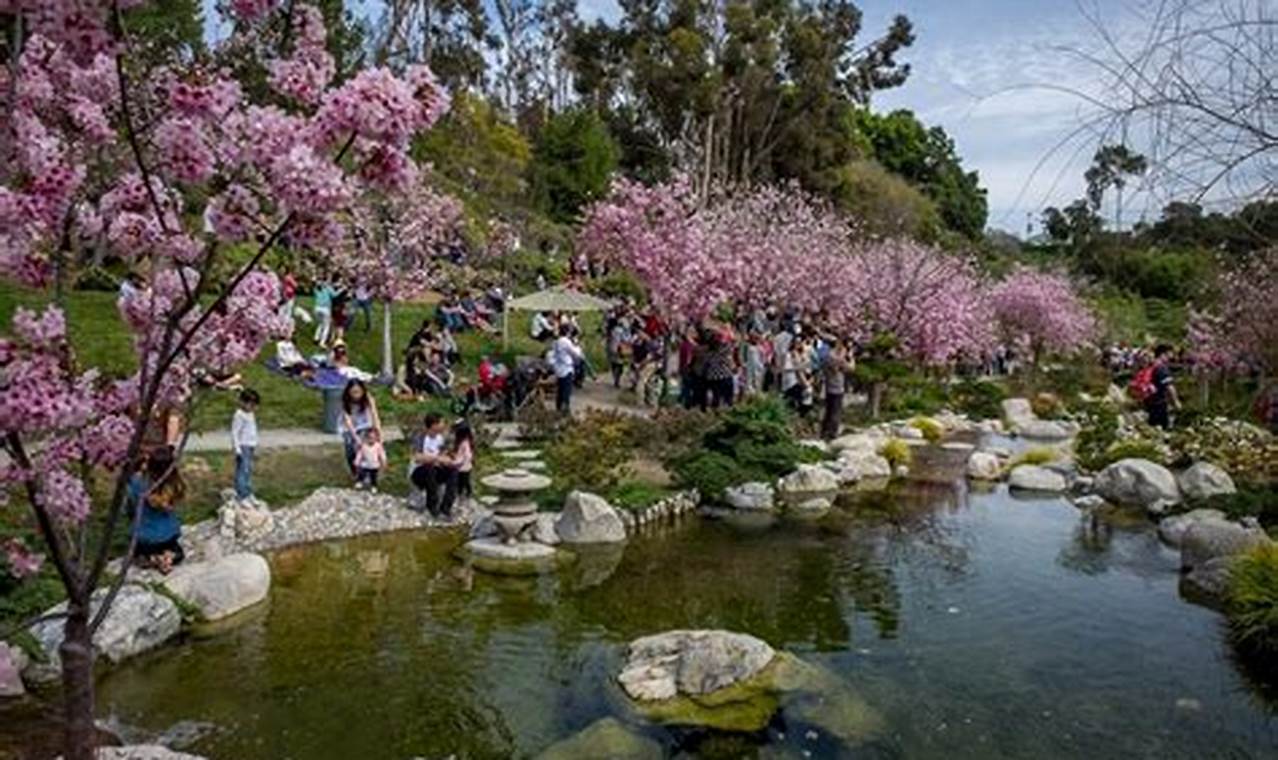 Cherry Blossom Festival 2024 San Diego