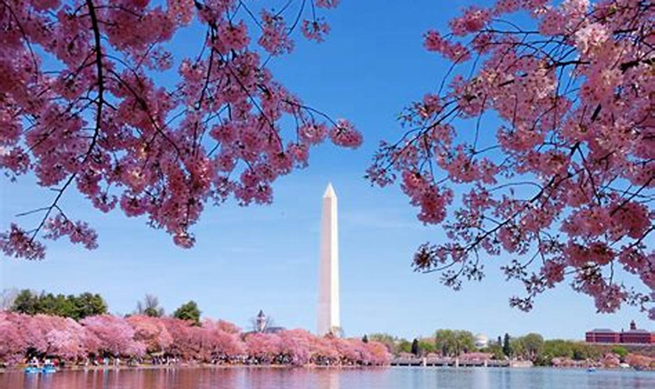 Cherry Blossom Festival Dc 2024