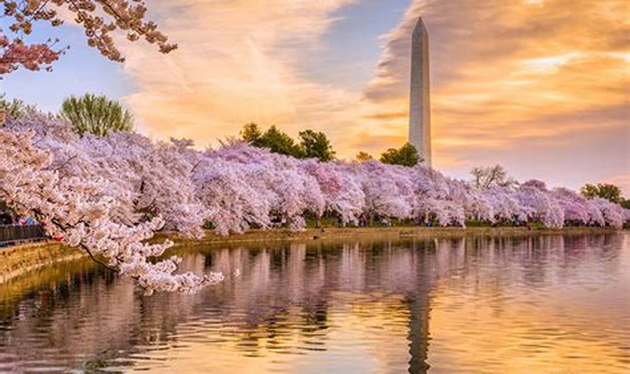 Cherry Blossom Festival Washington Dc 2024