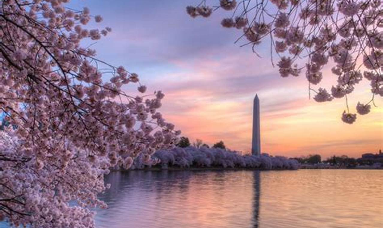 Cherry Blossom Festival Washington Dc Schedule