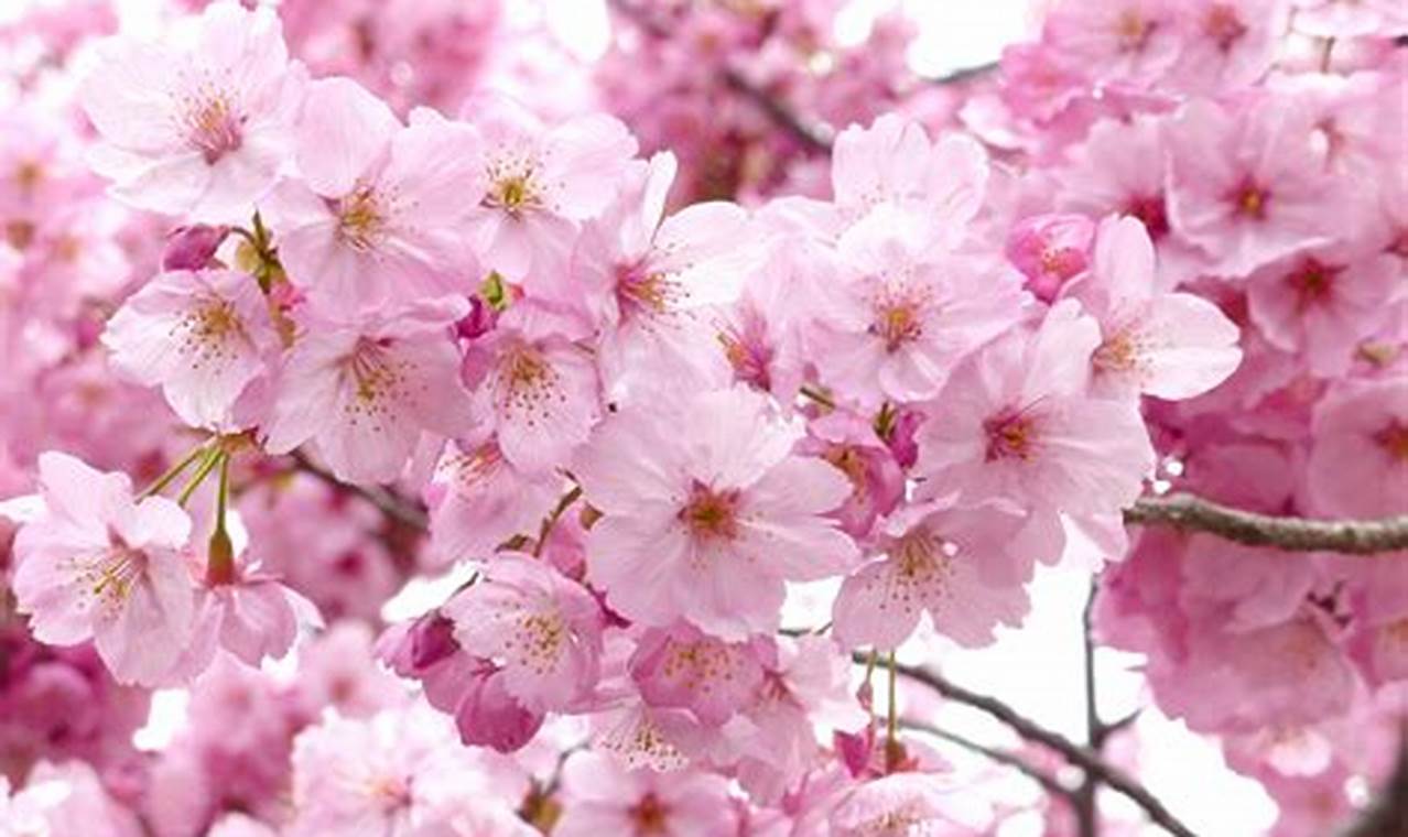 Cherry Blossom Flower Petals