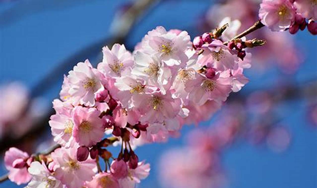 Cherry Blossom In China
