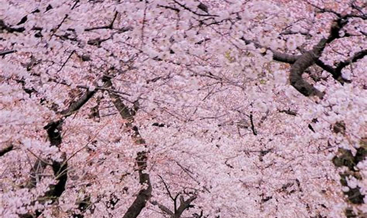 Cherry Blossom In Tokyo Japan 2024