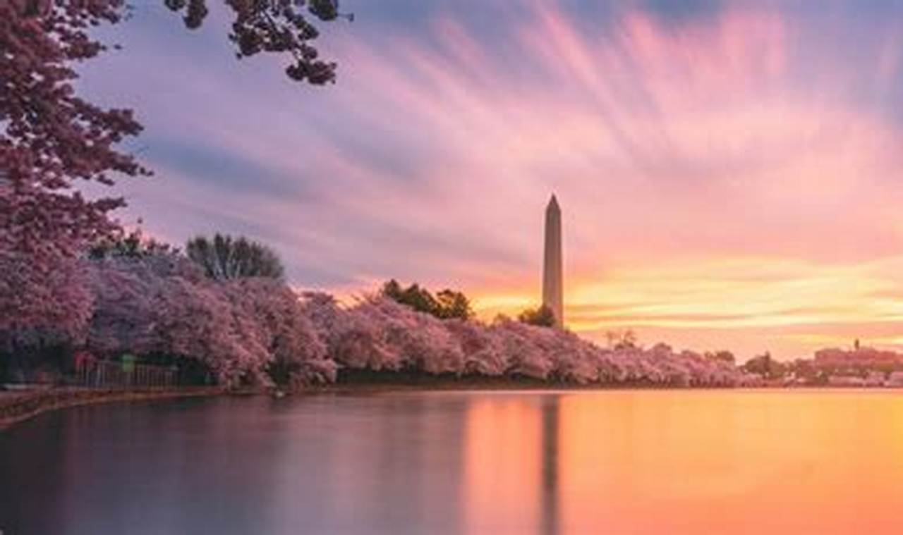 Cherry Blossom Peak 2024 Washington Dc