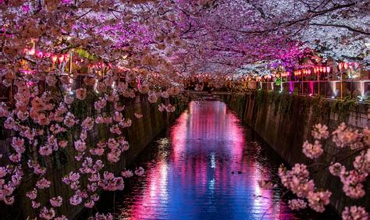 Cherry Blossom Time In Japan 2024