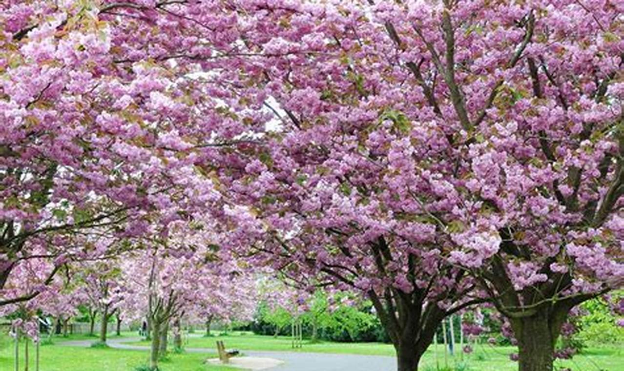 Cherry Blossom Trees Images