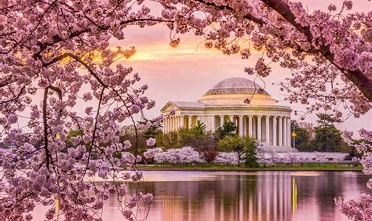 Cherry Blossom Washington 2024