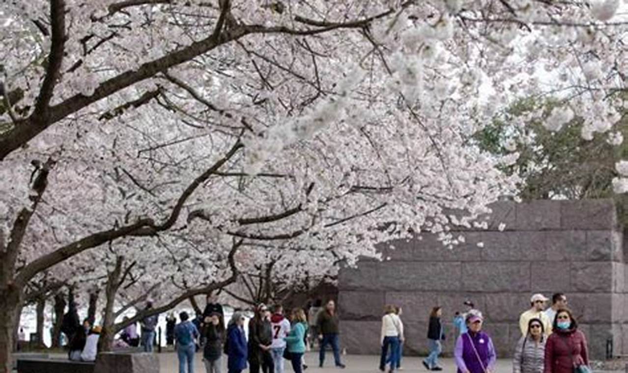 Cherry Blossoms Festival 2024