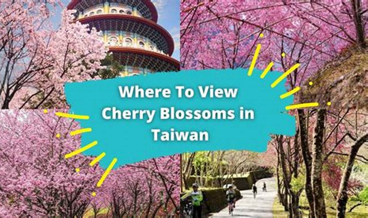 Cherry Blossoms In Taiwan 2024