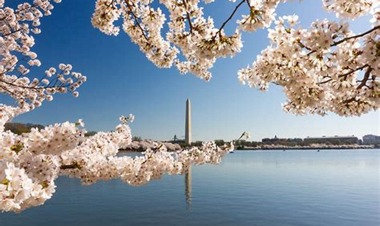 Cherry Blossoms Washington Dc 2024
