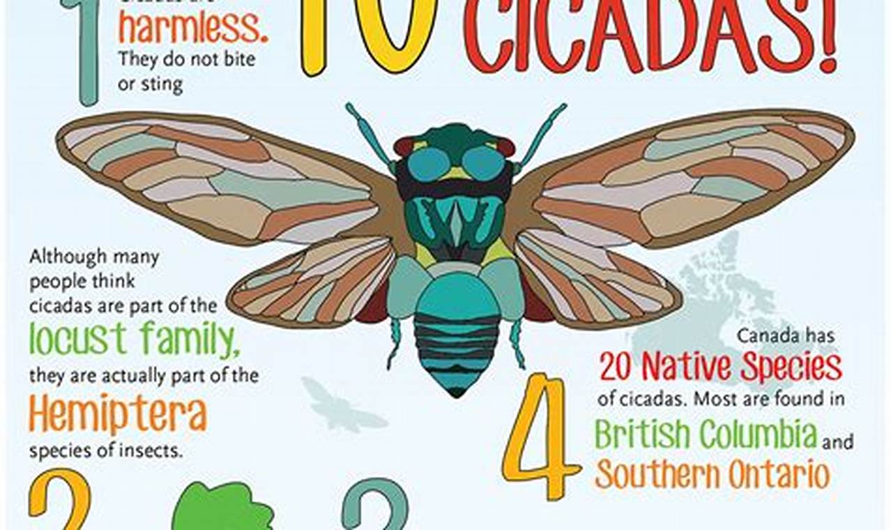 Cicada 2024 Factsheet